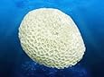 Deep Blue Professional ADB80030 Brain Coral for Aquarium, 3.5 by 4 by 3-Inch