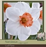 Narcissus Large Cup Cool Flame
