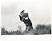 1995 Tiger Woods Brittish Open Wire Photo - Golf Photos