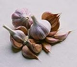 3+ ounces Chesnok Red Garlic Bulbs - FIERY - SALE*