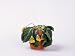 Primula in Wilting Condition, Lacking Water Photographic Poster Print by Martyn Chillmaid, 24x18