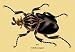 Beetle: African Goliathus Magnus #2 - Paper Poster (18.75 x 28.5)