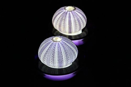 SeaThingz Flameless Candles - Sea Urchin for Indoor & Outdoor Decorative Novelty Lighting - LED Battery Operated Tealight for Elegant Home Decor - Unique Nonstandard Shaped Candle Purple pack of 2