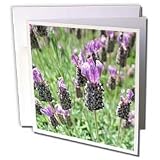 Patricia Sanders Flowers - lavender inspiration - Greeting Cards-12 Greeting Cards with envelopes