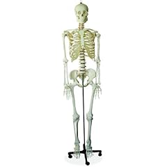 Menschliches Skelett lebensgro� inkl. St�nder MedMod