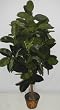 6' Artificial Rubber Plant