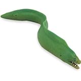 31MvhsYIfXL. SL160  Wild Safari Sealife: Moray Eel