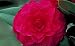 Camellia Nuccios Bella Rosa Five Gallon by Monrovia Growers