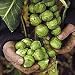 Brussels Sprouts F1 Brigitte Seeds (1 Pkt - 45 seeds)