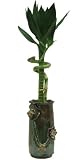 MyLuckyBamboo - Flower Bamboo