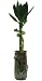 MyLuckyBamboo - Flower Bamboo