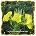 Common Evening Primrose (Oenothera biennis) Jumbo Wildflower Seed Packet (2000)