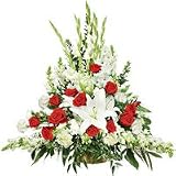 Carnation - Peaceful Serenity