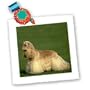 Dogs Cocker Spaniel - Cocker Spaniel - Quilt Squares