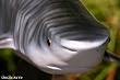Taxidermy 18" Fiberglass Tiger Shark Fish Statue