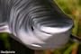 Taxidermy 18" Fiberglass Tiger Shark Fish Statue