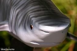 Taxidermy 18" Fiberglass Tiger Shark Fish Statue