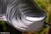 Taxidermy 18" Fiberglass Tiger Shark Fish Statue