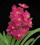 Ascocenda Suksamran Beauty 'NCN' 11.95H
