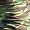 Woodland Camo