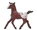 Appaloosa Foal