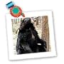Wild animals - Black Bear - Quilt Squares