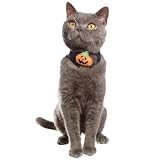 PETCO Jack-O-Lantern Collar Cat Halloween Costume