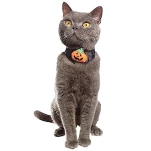 PETCO Jack-O-Lantern Collar Cat Halloween Costume