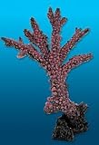 ACROPORA GRANDIS rot