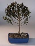 Brush Cherry Bonsai Tree.(eugenia myrtifolia)