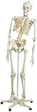 ”フレッド”骨格モデル,直立型スタンド仕様 (エラスティック手足)
