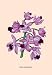 12 X 18 Stretched Canvas Poster Orchid: Cattleya Amethystoglossa