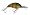 Bull Bream