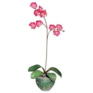 PLANTSWEET ORCHIDPUR