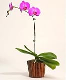Flowering Dendrobium Orchid