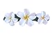 Hawaiian White Plumeria Flower Hair Barrette - BHC8