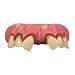 Aviator Billy Bob Teeth