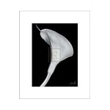 Arum Lily II Poster Print