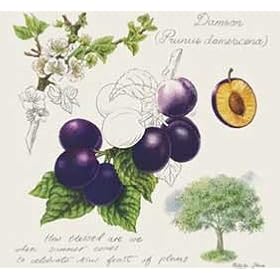 Art Poster Print - Damson Plum - Artist: Petula Stone- Poster Size: 8 X 8