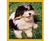shih tzu - Magnetic Bookmark Shih Tzu Puppy - Ready To Play Bookmark