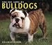 Book Dog Breeds Bulldogs Deluxe Calen