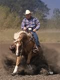 Reining Essentials with Sherman Tegtmeier 5 DVD Set