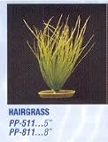 Aquascaper Hairgrass Plant 5