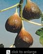Italian Everbearing Fig Tree Five Gallon