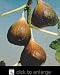 Italian Everbearing Fig Tree Five Gallon