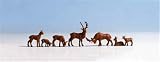 H0 'Red deer, set of 6 painted