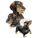 Wirehaired Dachshund Womens Scoop Neck T-Shirt