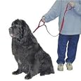 Loops 2  Double Handle Nylon Leash, 6-Foot, Blue
