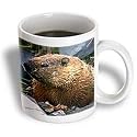Wild animals - Groundhog - Mugs