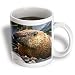 Wild animals - Groundhog - Mugs